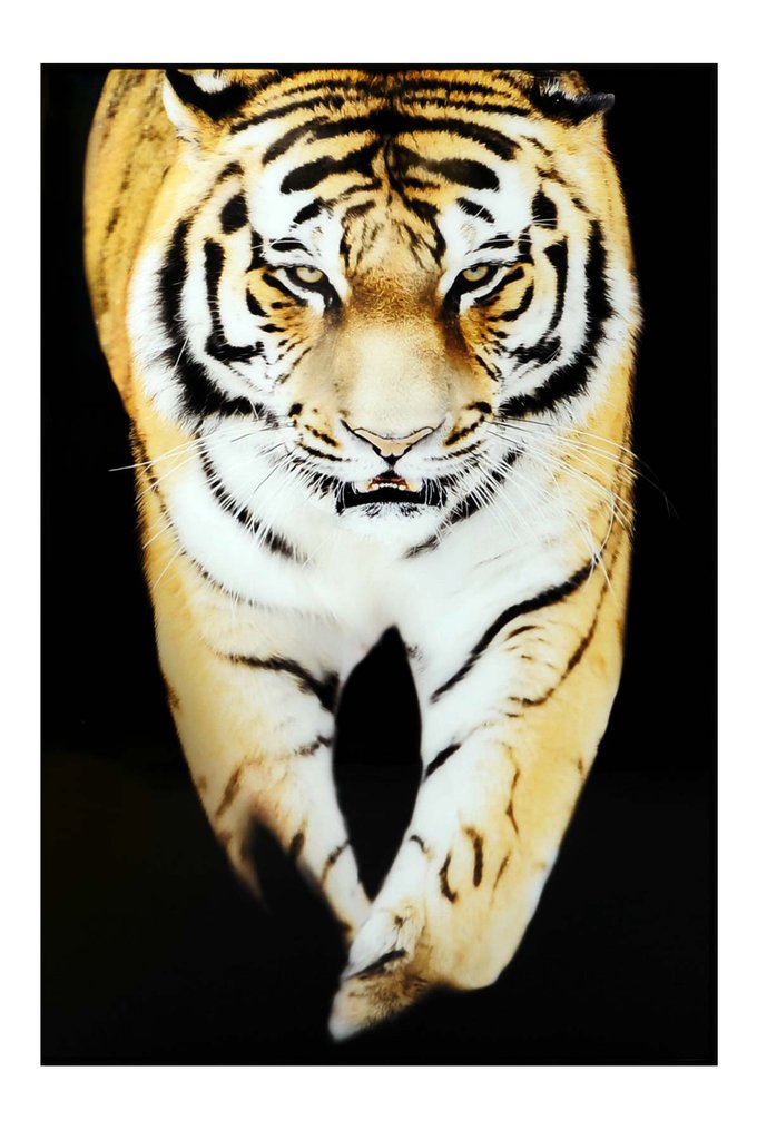 Tavla Tiger 120x80 cm