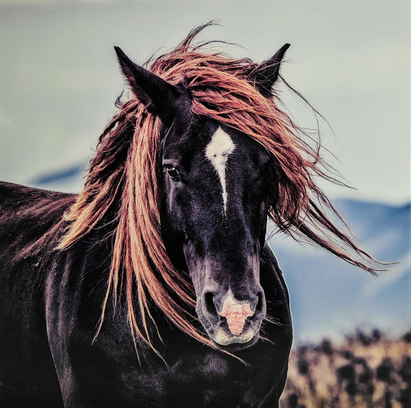 Tavla Häst 110x110 cm