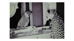 Tavla Cheeta 100x150 cm