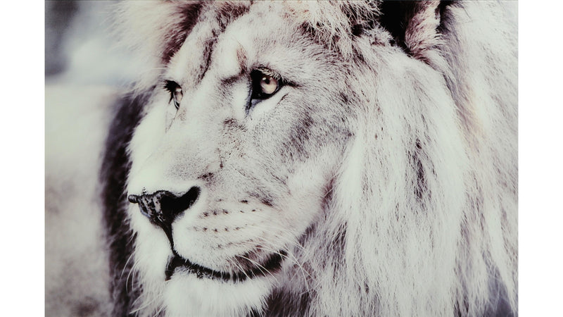 Tavla Lion 120x80 cm