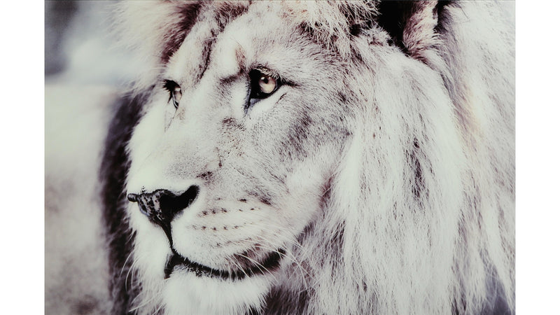 Tavla Lion 60x90 cm