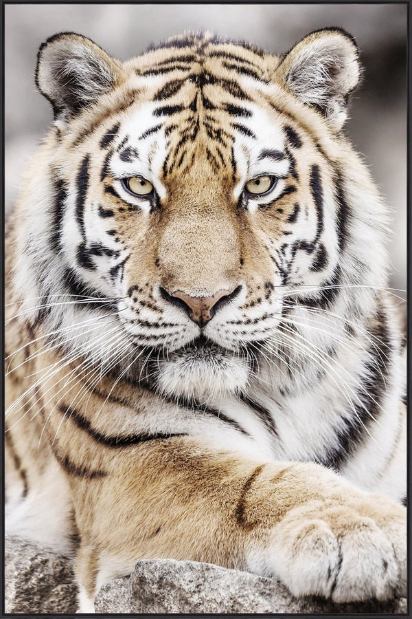 Tavla Tiger II 120x80 cm